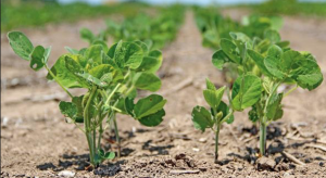 Soybean Plant Population & Seeding Rates | Axis Seed