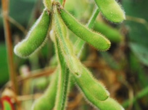 Soybean Supply | Axis Seed