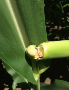 Green Snap In Corn - Axis Seed